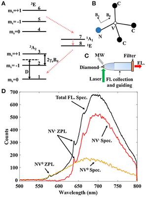 Optimizing NV magnetometry for Magnetoneurography and Magnetomyography applications